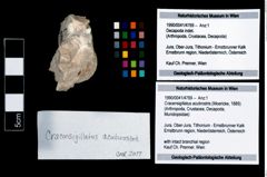 Foto (Objekt + Etikett) von Cracensigillatus acutirostris (Moericke, 1889)  (NHMW-GEO-1990-0041-4769)